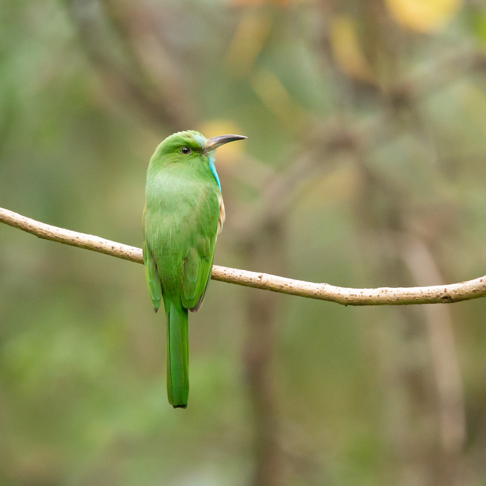 image Blue-bearded Bee-eater